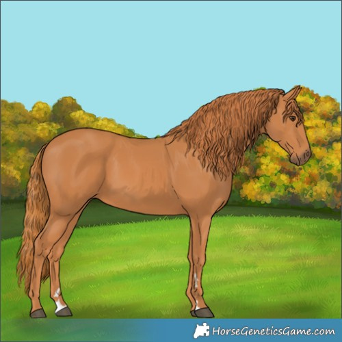 Horse Color:Chestnut 