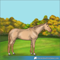 Horse Color:Red Dun 