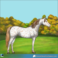 Horse Color:Red Roan Appaloosa 