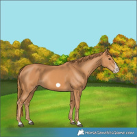 Horse Color:Chestnut Frame 