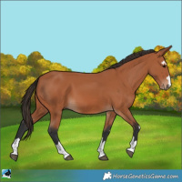 Horse Color:Bay 