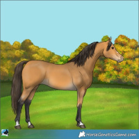 Horse Color:Buckskin 