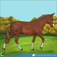 Horse Color:Chestnut 