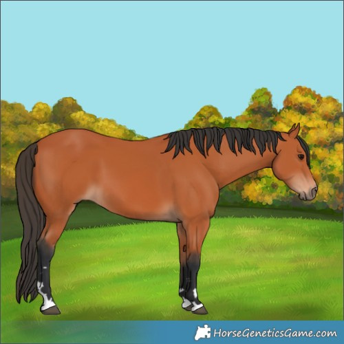 Horse Color:Bay 
