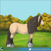 Horse Color:Buckskin 