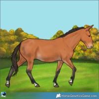 Horse Color:Bay 