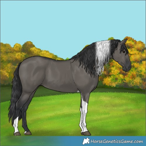 Horse Color:Grullo Tobiano