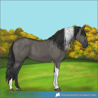 Horse Color:Grullo Tobiano 
