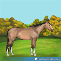 Horse Color:Bay Dun 