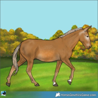 Horse Color:Gray Palomino 