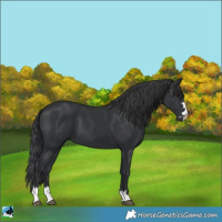 Horse Color:Black 