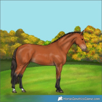 Horse Color:Bay 