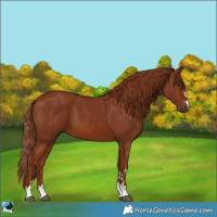 Horse Color:Chestnut 