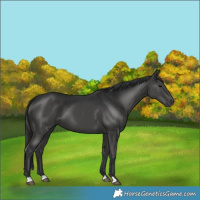 Horse Color:Black 