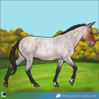 Horse Color:Bay Roan 