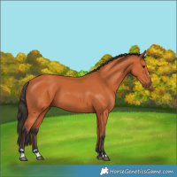 Horse Color:Bay 