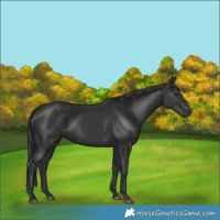 Horse Color:Black 