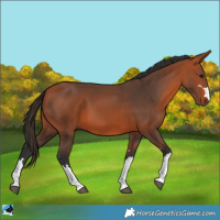 Horse Color:Bay 