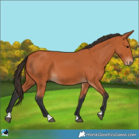 Horse Color:Bay 