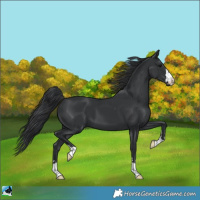 Horse Color:Black 