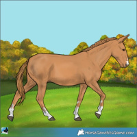 Horse Color:Chestnut 
