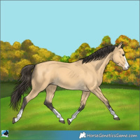 Horse Color:Buckskin 