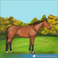 Horse Color:Bay 