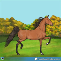 Horse Color:Bay 