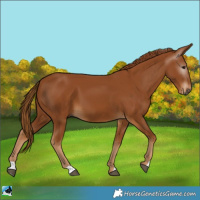 Horse Color:Gray Chestnut 