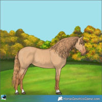 Horse Color:Red Dun 