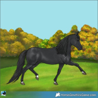Horse Color:Black 