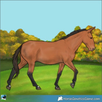 Horse Color:Bay 