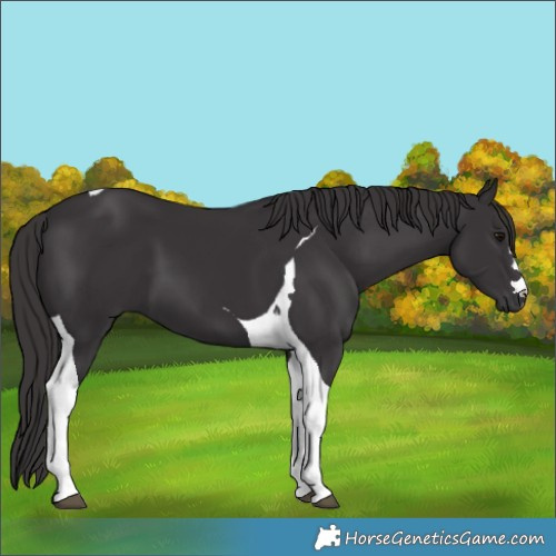 Horse Color:Smoky Black Tobiano 