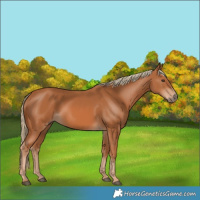 Horse Color:Chestnut 