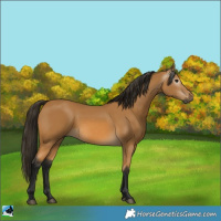 Horse Color:Gray Buckskin 