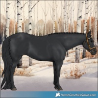 Horse Color:Black 