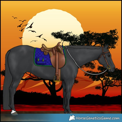 Horse Color:Black 