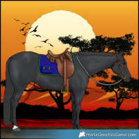 Horse Color:Black 