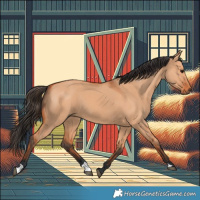 Horse Color:Bay Dun
