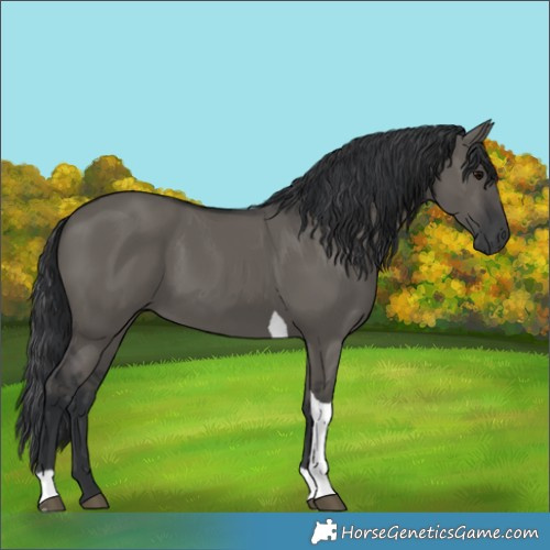 Horse Color:Grullo Tobiano