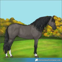 Horse Color:Grullo Tobiano