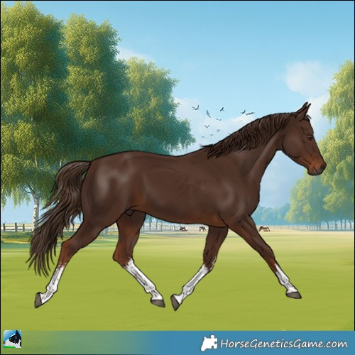 Horse Color:Gray White Spotted Chestnut 