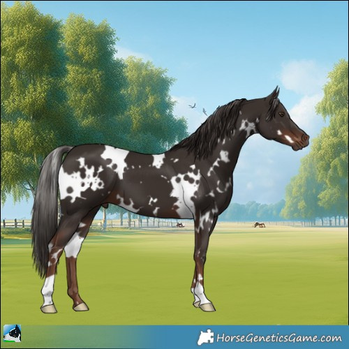 Horse Color:White Spotted Liver Chestnut 