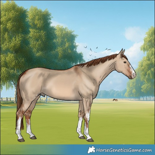 Horse Color:White Spotted Red Dun 