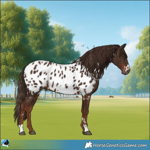 Horse Color:Gray White Spotted Chestnut Appaloosa 