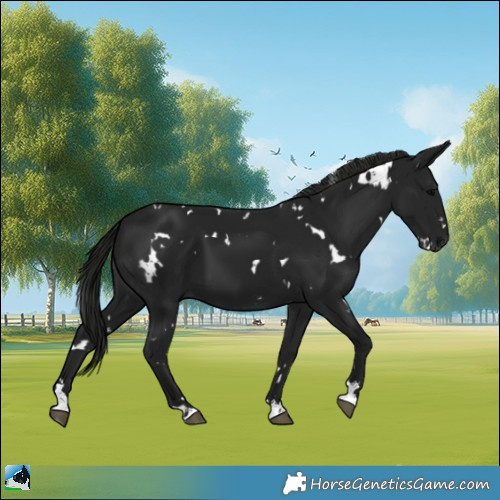 Horse Color:Gray White Spotted Black 