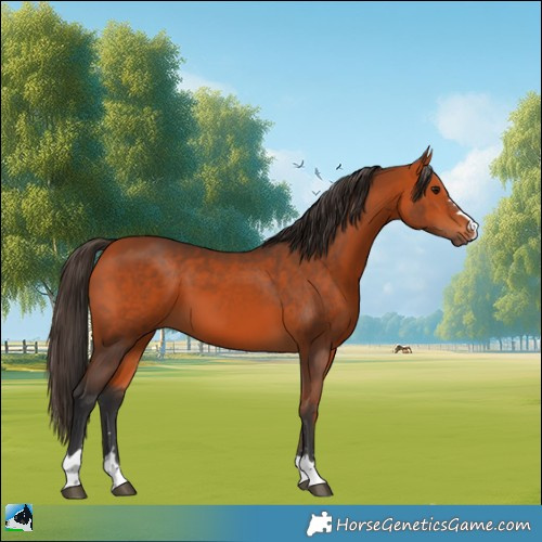 Horse Color:Bay 