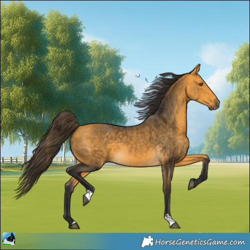 Horse Color:Buckskin 