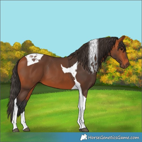 Horse Color:Bay Tobiano 