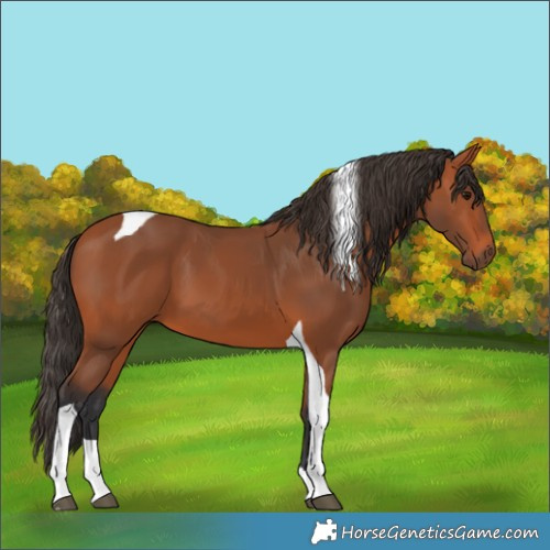 Horse Color:Bay Tobiano 